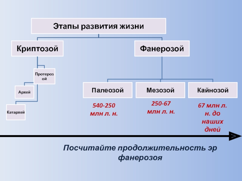 Этапы развития жизни на земле