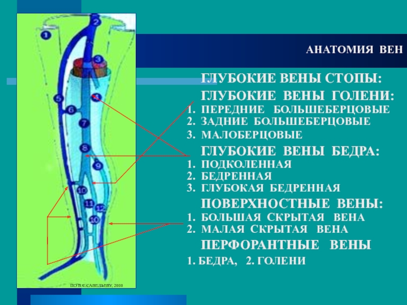 Перфорантных вен. Бедренная Вена анатомия.