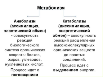 Метаболизм: анаболизм, катаболизм