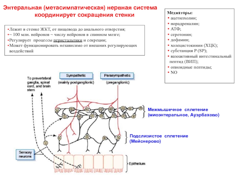 Энтеральная нервная система. Метасимпатическая нервная система ЖКТ. Энтеральная нервная система схема. Метасимпатический отдел вегетативной нервной системы. Функциональный модуль метасимпатической системы.