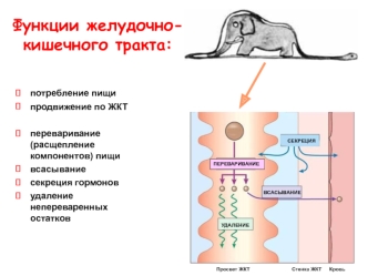 Функции желудочно-кишечного тракта