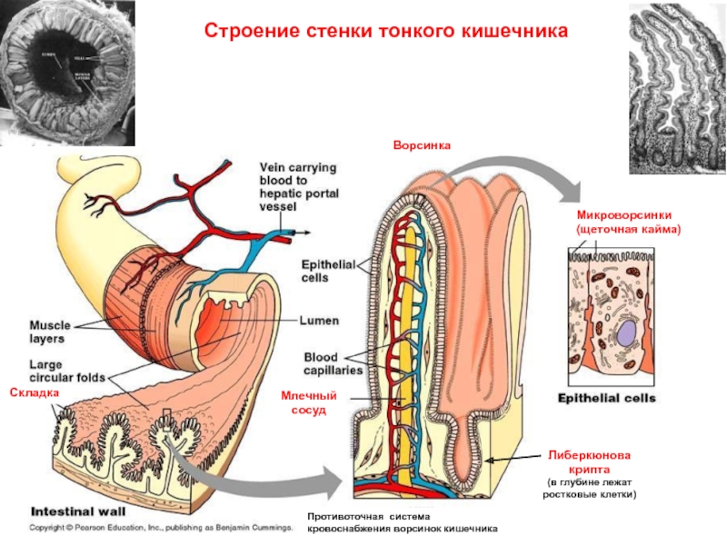 Микроворсинки тонкой кишки рисунок