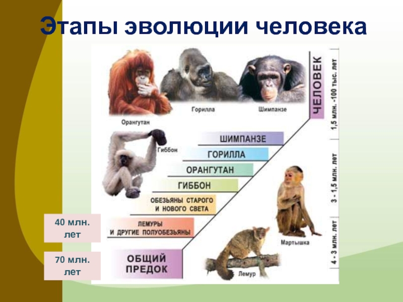 Этапы эволюции человека таблица 9 класс биология. Этапы развития человека. Основные этапы эволюции человека.