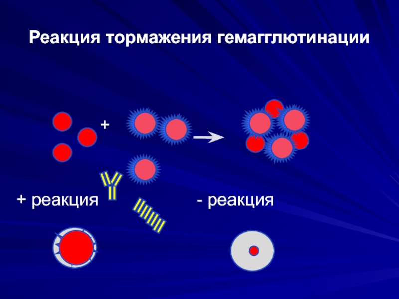 Реакция гемагглютинации презентация