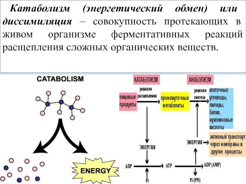 Какую функцию выполняет изображенный на рисунке орган ферментативное расщепление веществ