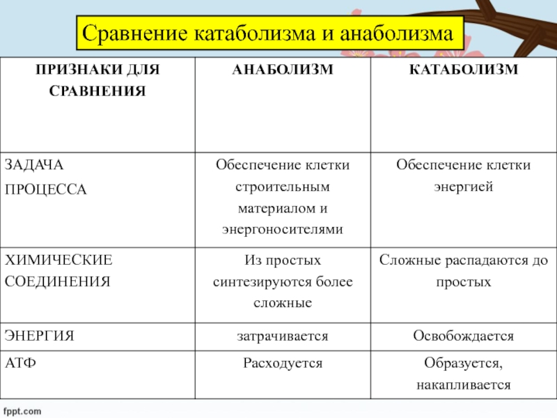 Обмен веществ функции таблица