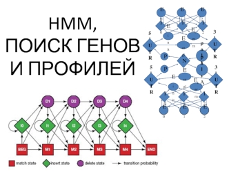 HММ, поиск генов и профилей