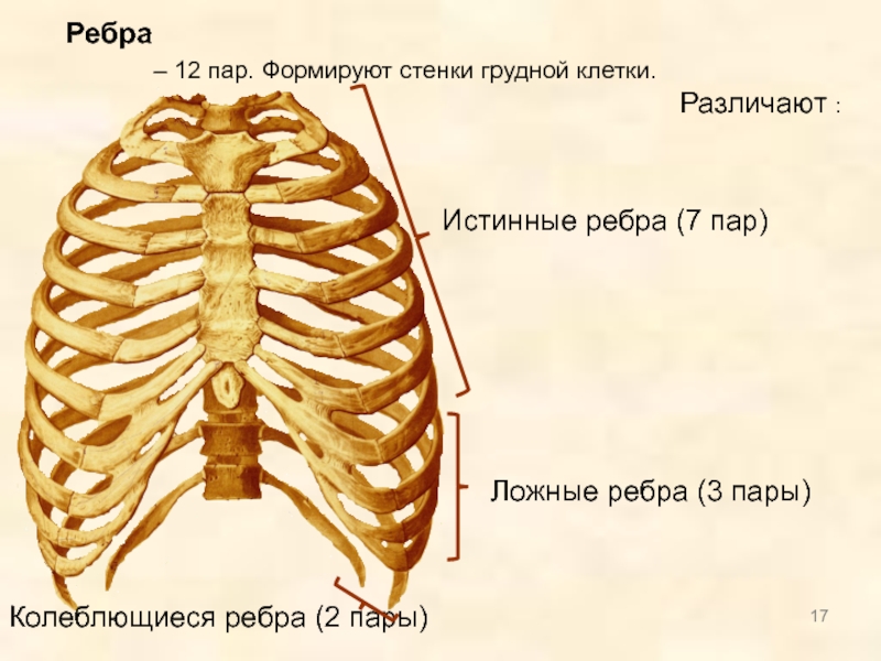Показать ребра человека. Ребра истинные ложные колеблющиеся. Ребра анатомия человека строение. 12 Пар рёбер в грудной клетке. Грудная клетка истинные ребра.