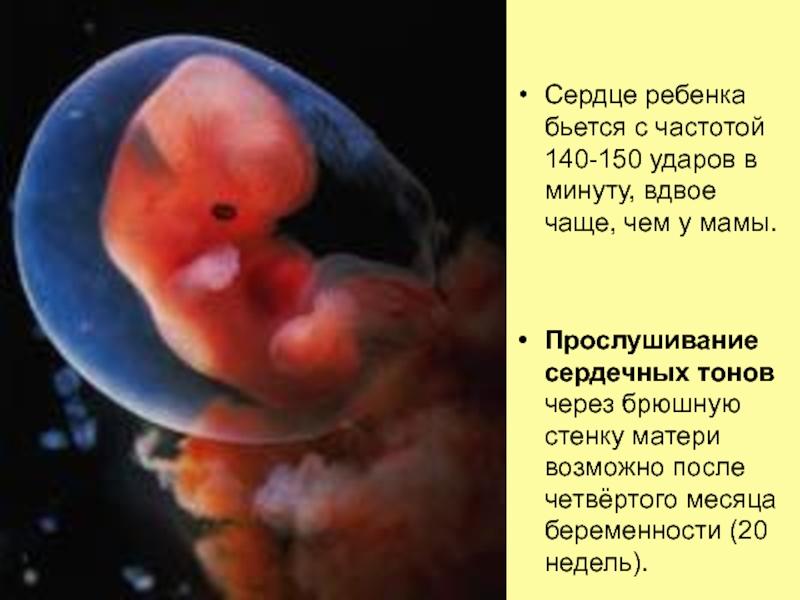 Как выглядит ребенок в 6 недель беременности внутри утробе матери фото