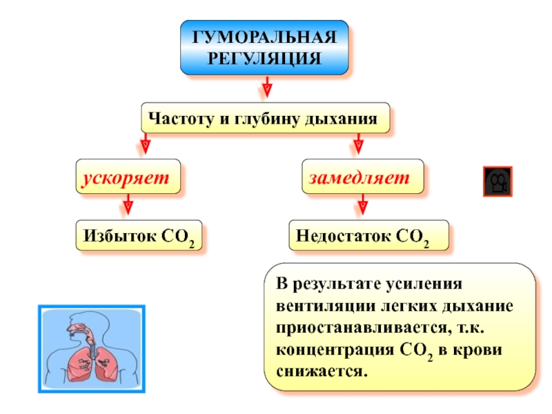 Гуморальная регуляция схема