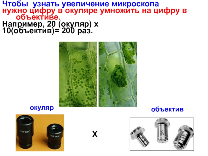 Как определить увеличение микроскопа. Чтобы узнать увеличение микроскопа нужно. Увеличение 200 на микроскопе. Увеличение 10 10 микроскоп. Увеличение объектива микроскопа на какую цифру умножить.