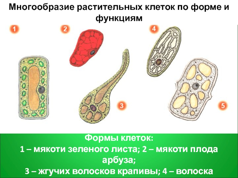 3 формы клеток. Разнообразие клеток растений. Многообразие растительных клеток. Разнообразие форм клеток. Формы растительных клеток.