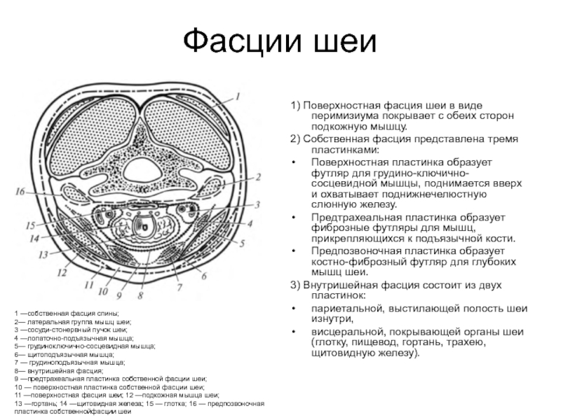 Нарисовать в тетради схему фасций шеи по в н шевкуненко