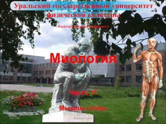 Мышцы стопы