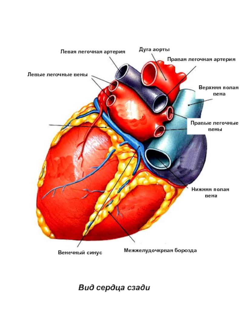 Кровеносная система сердца. Венечный синус сердца. Кровеносная система сердца анатомия. Строение сердечной системы человека. Сердце сердечно сосудистая система анатомия.