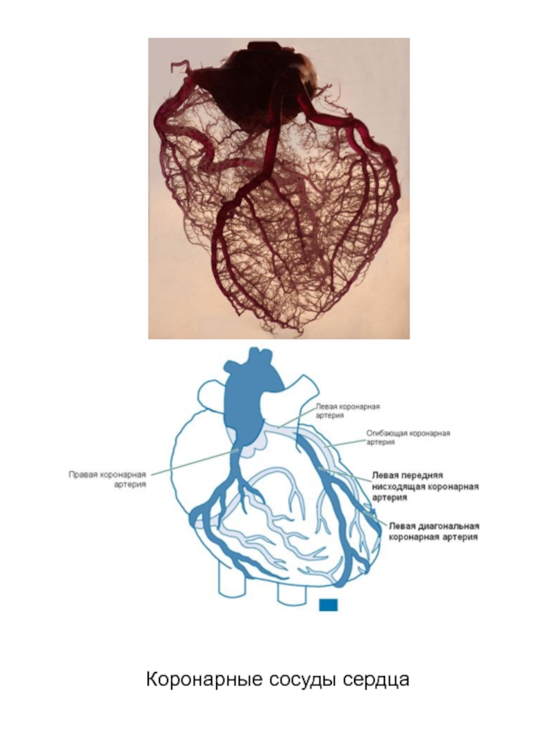 Венозное сердце. Левая огибающая коронарная артерия. Коронарная кровеносная система это. Коронарные артерии сердца.