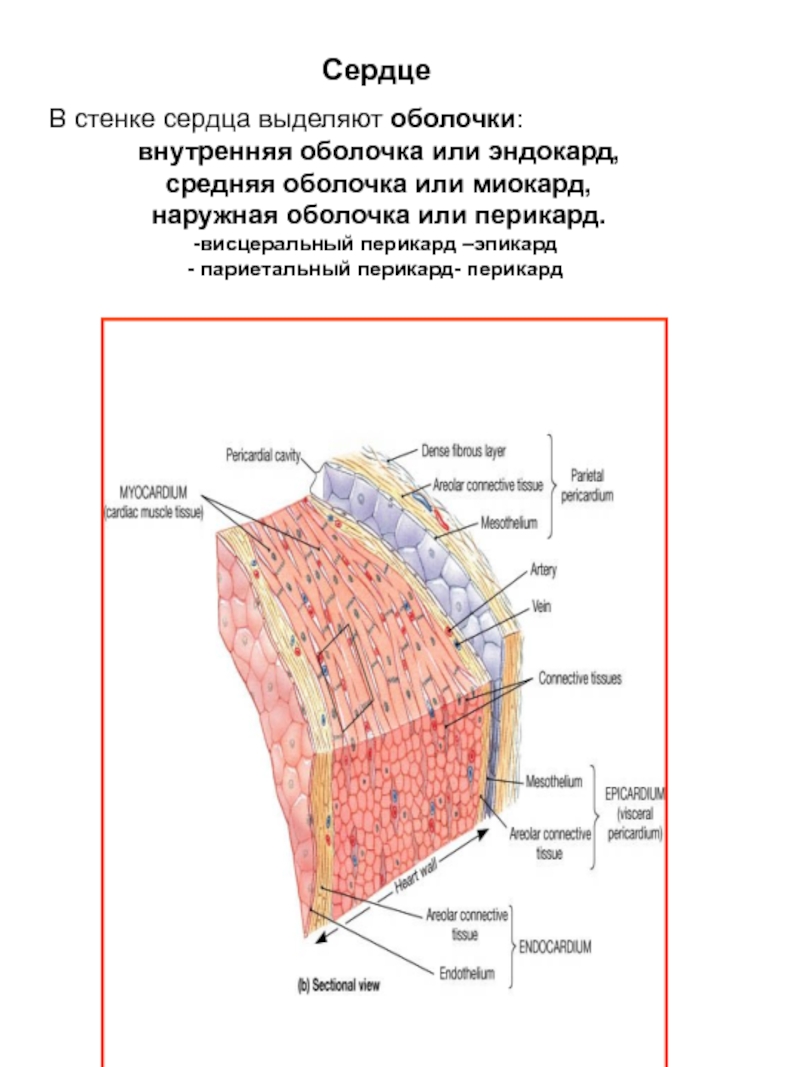 Эндокард рисунок гистология