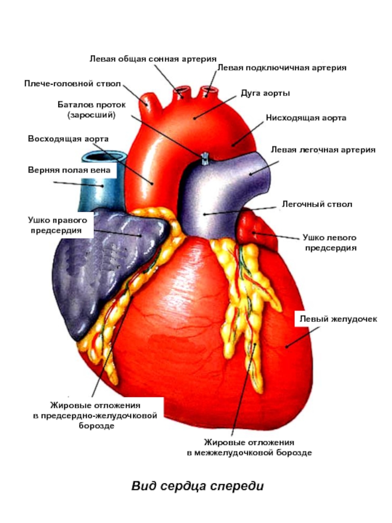 Аорта на сердце рисунок