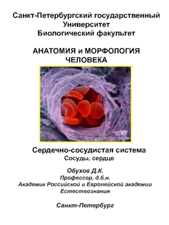 Анатомия и морфология человека. Сердечно-сосудистая система, сосуды, сердце