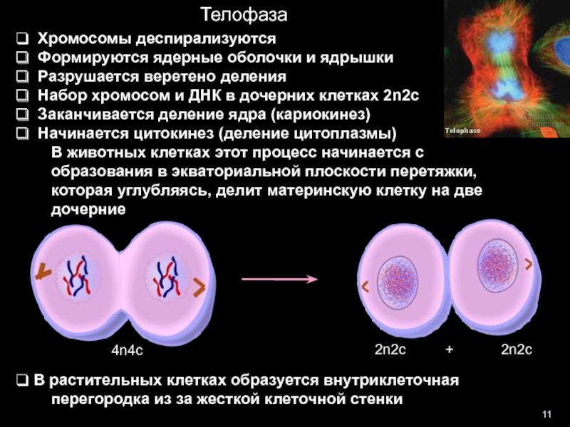 Сколько хромосом содержится в оплодотворенной клетке. Цитокинез набор хромосом. Телофаза 2 хромосомы набор. Телофаза набор хромосом. Телофаза и цитокинез.