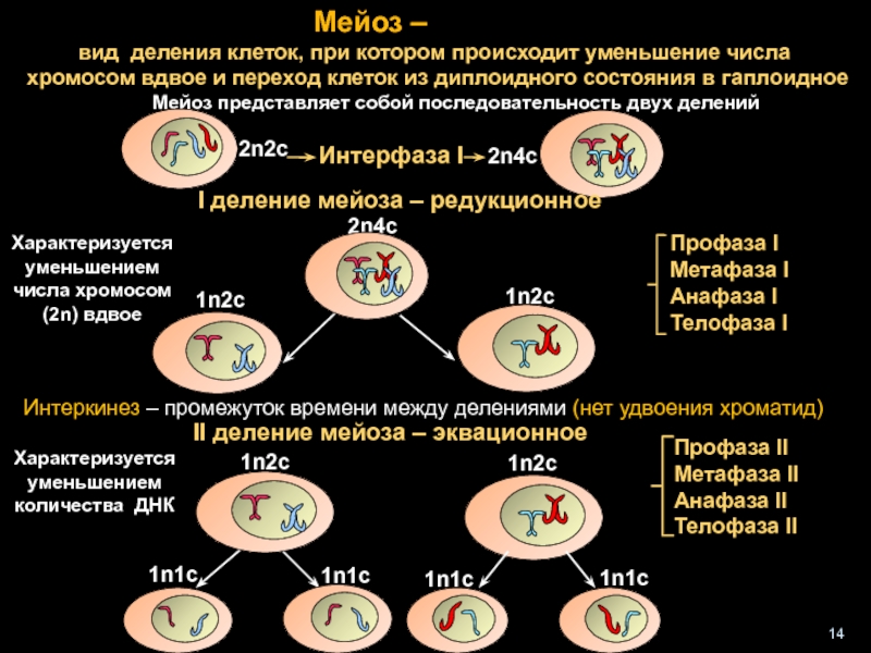Митоз клеток крови. Профаза 3 мейоза. Фазы митоза и мейоза таблица 2n2c. Набор хромосом в период мейоза. При мейозе из одной клетки с 2n числом хромосом образуется.