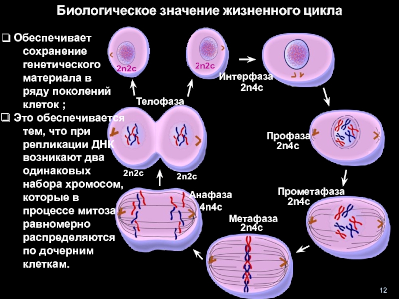 Гаплоидная клетка с двухроматидными хромосомами. Набор клетки 2n2c. Хромосомный набор 2n4c. Жизненный цикл клетки набор хромосом. 2n2c набор хромосом митоз.