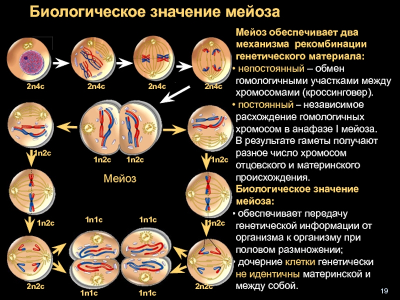 Мейоз биологическое значение. Рекомбинантные хромосомы мейоз. Характеристика этапов мейоза 1. Кроссинговер в мейозе 2. Биологических стадии мейоза.