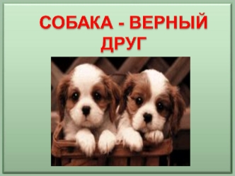 собака верный друг