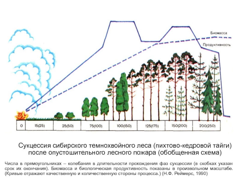 Экологическая сукцессия схема