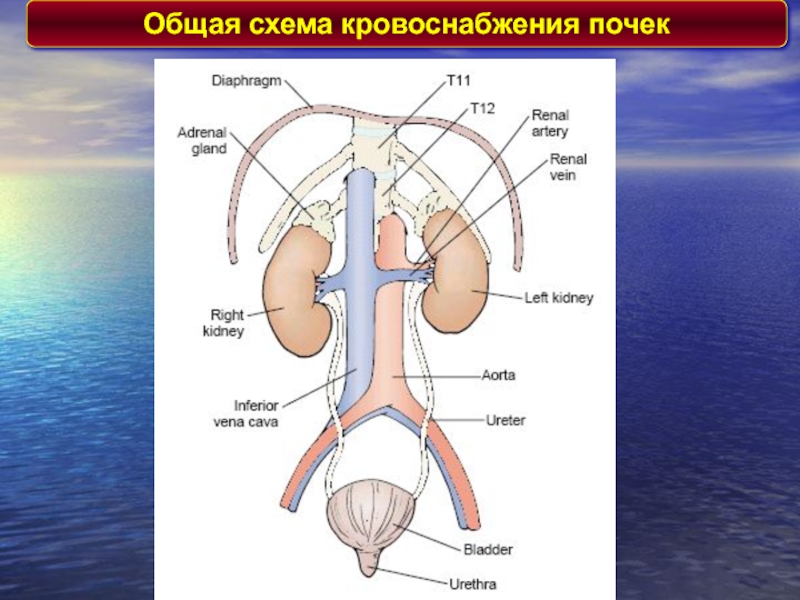 Схема кровообращения почек