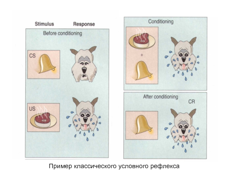 Выберите условный рефлекс. Классический условный рефлекс пример. Классический условный рефлекс.