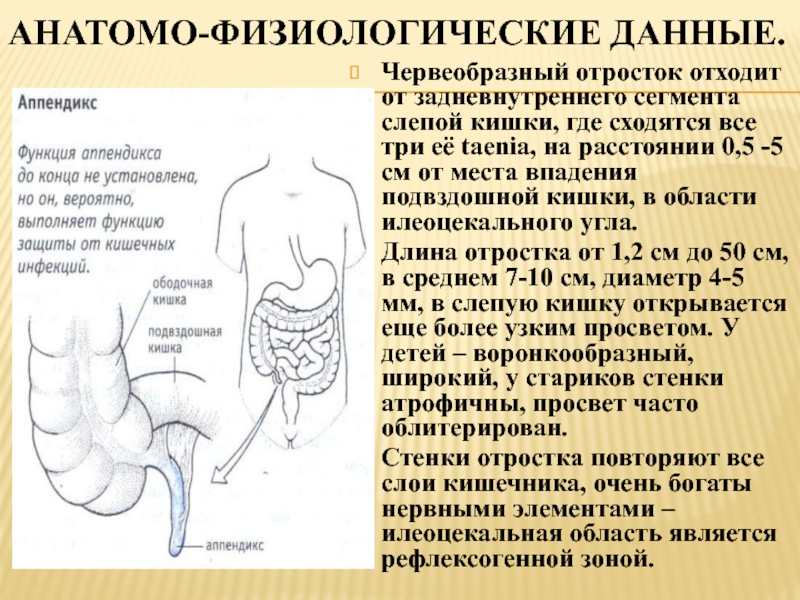 Проекция слепой кишки