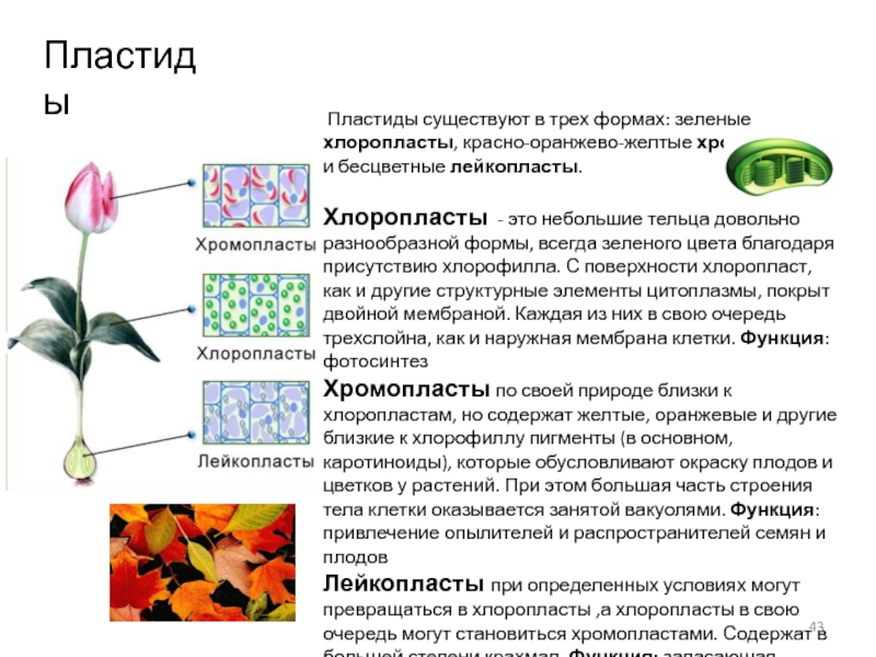 Хлоропласты хромопласты лейкопласты таблица. Пигменты пластид растительной клетки. Превращение хлоропластов в хромопласты уровень. Лейкопласты в растительной клетке