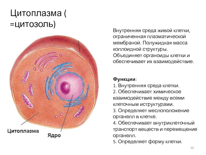 Образует внутреннюю среду клетки. Органелла образующая внутреннюю среду клетки. Цитоплазма внутренняя среда клетки. Клетки. Полужидкая среда клетки внутренняя.