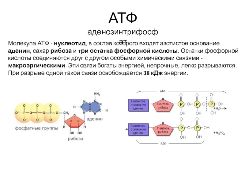 Входит в состав атф элемент. Строение молекулы АТФ аденин. АТФ строение связи. Азотистое основание АТФ. Строение молекулы АТФ.
