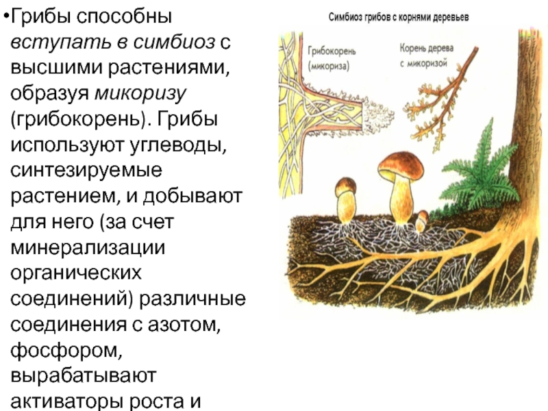 Грибы особая группа симбиотических организмов. Строение гриба микориза. Шляпочные грибы симбиоз. Симбиоз грибов и растений. Симбиоз гриба и растения.