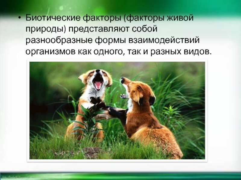 Виды факторов живой природы. Биотические факторы живой природы. Факторы живой природы. Факторы живой живой природы биотические. Биотические факторы примеры.