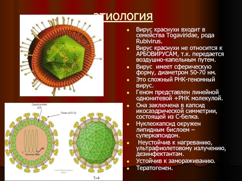 Вирус краснухи. Вирус семейства Togaviridae. Тогавирусы (семейство Togaviridae).. Вирус краснухи семейство и род. РНК содержащий вирус семейства тогавирусов.