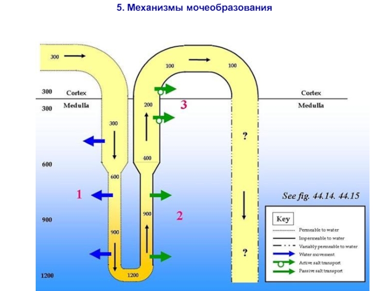 Механизм мочеобразования схема