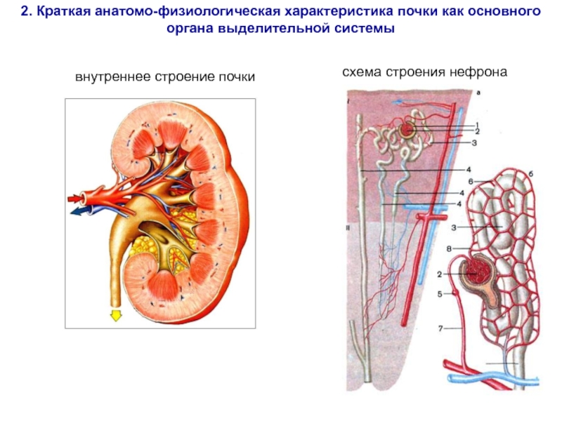 Схема строения почек у млекопитающих