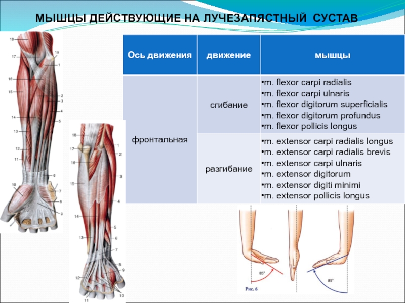 Биодинамика мышц презентация