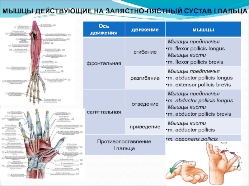 Пястно фаланговый сустав фото