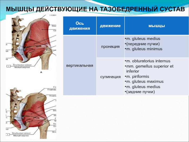 Биодинамика мышц презентация