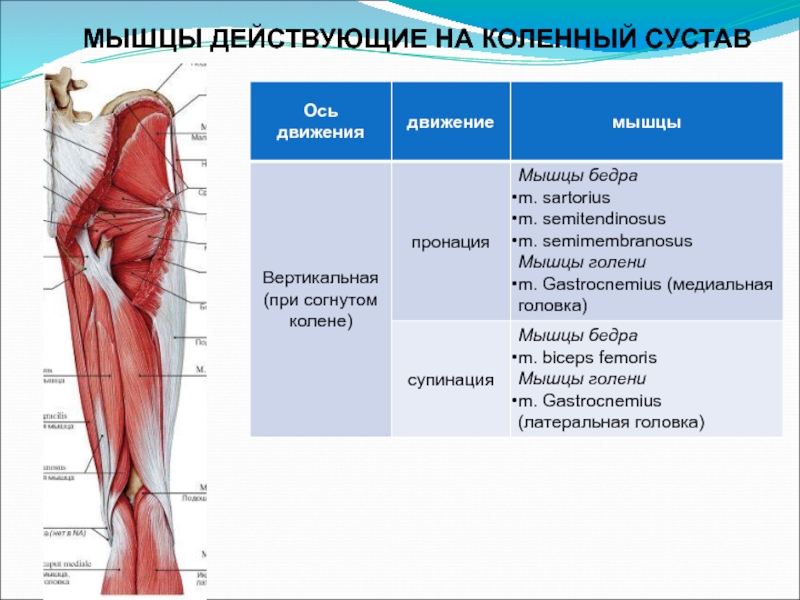 Биодинамика мышц презентация