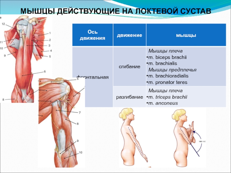 Биодинамика мышц презентация