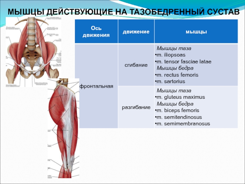 Биодинамика мышц презентация