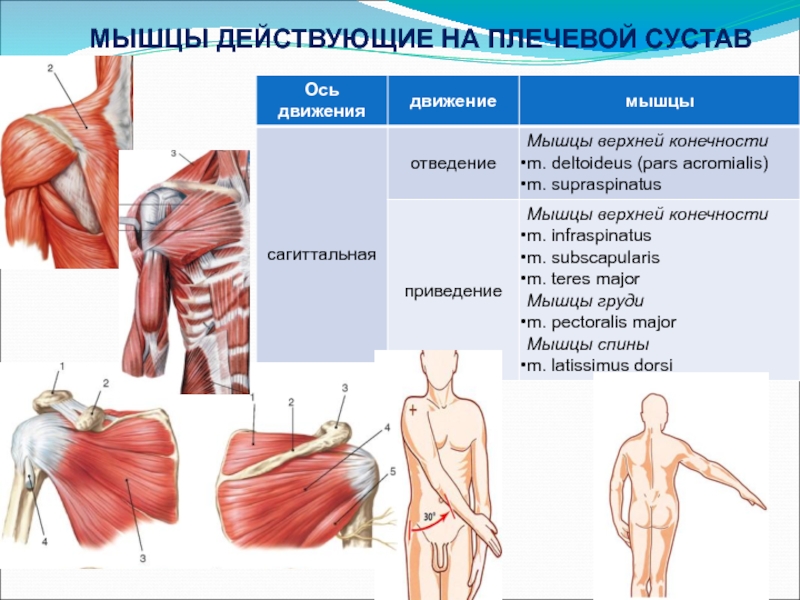 Схема прикрепления мышц плеча