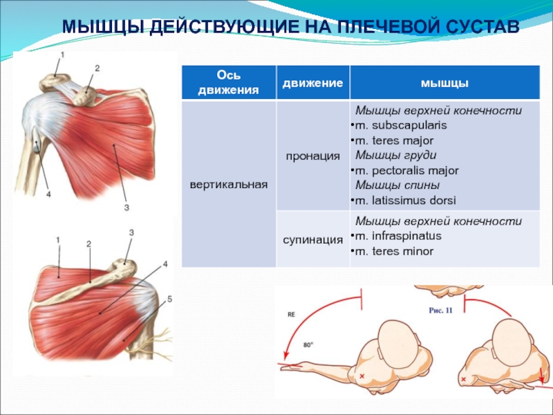 Плечевой сустав характеристика по плану