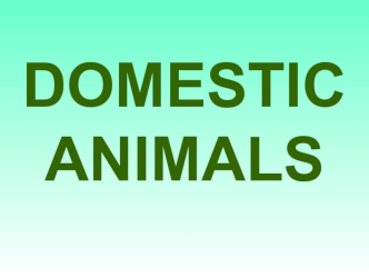 Domestic animals