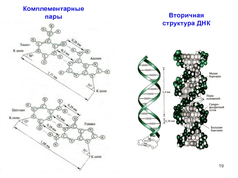 Схема первичной структуры днк